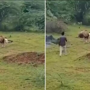 aslanla yakin cekim ugruna az daha canindan oluyordu 4p9TW3bE