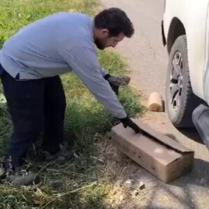 yarali baykus tedavi icin teslim edildi ZYUFkzyg