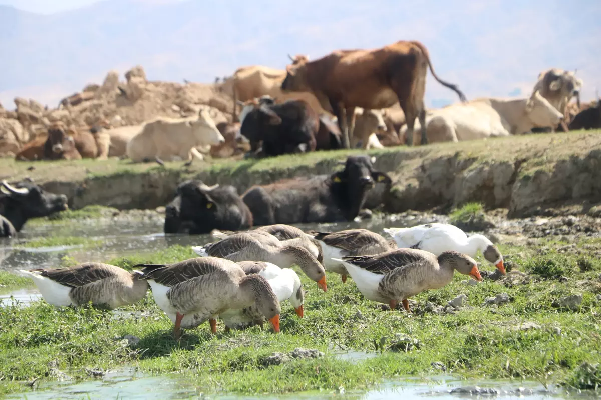 yuksekovada manda yetistiriciligi yeniden canlandi 5fKDeGaO