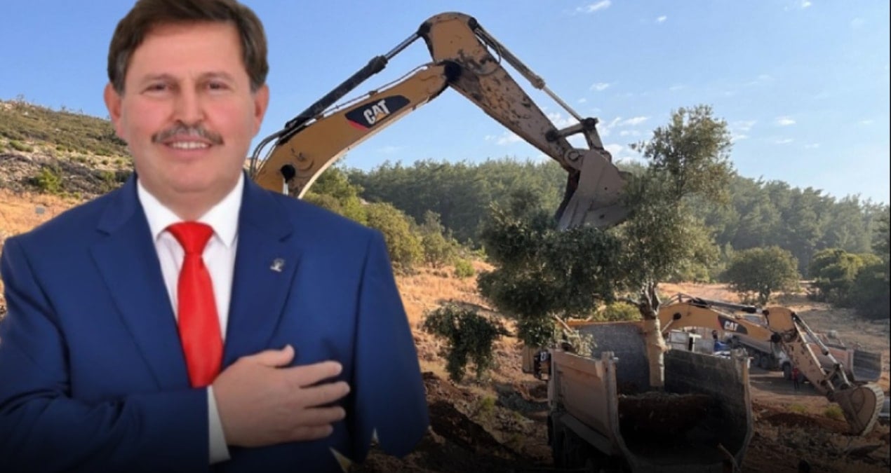 zeytinleri soken isim akpli cikti RZcHYimf