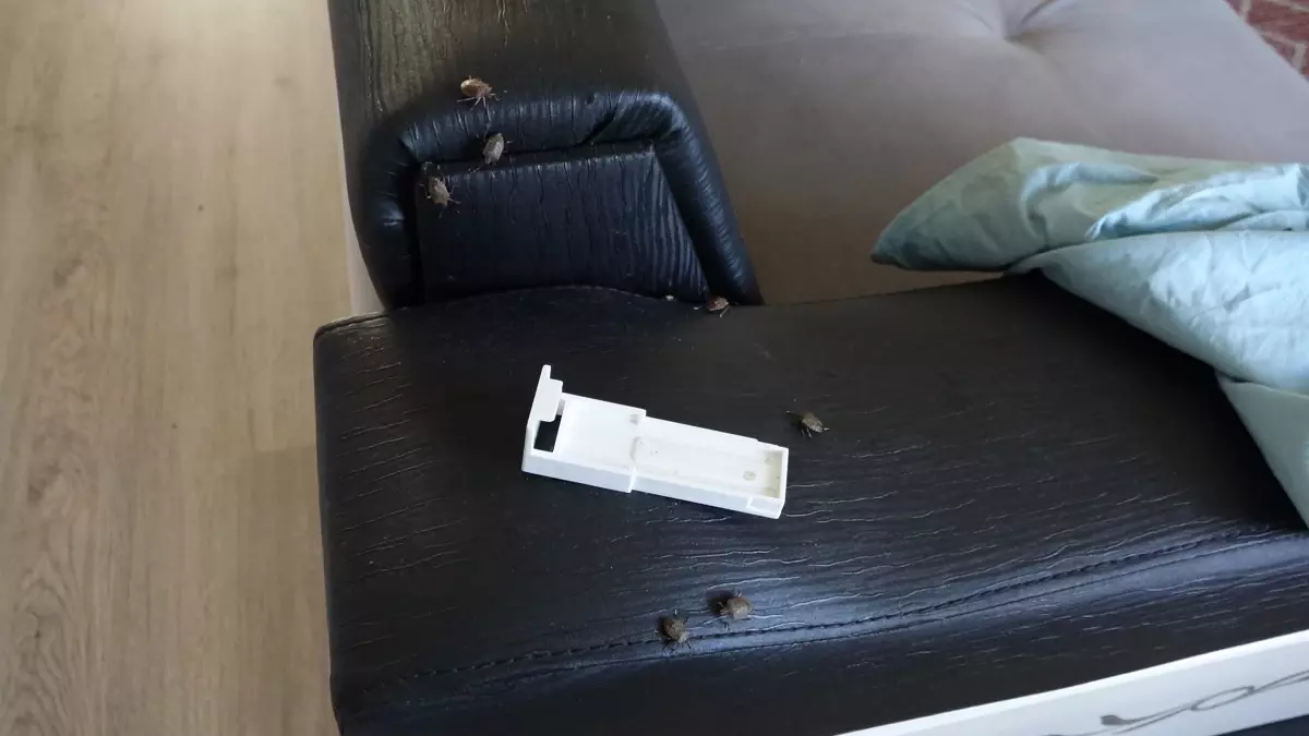 kahverengi kokarca trabzonu isitiyor ez52luKa