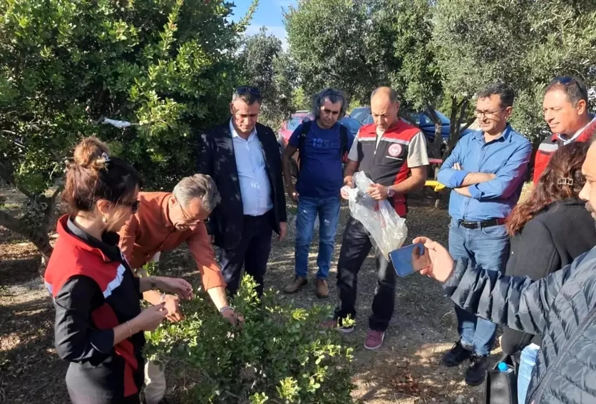 sakiz agaci egitimi didim ve kusadasinda Z2KDrFn3.jpg