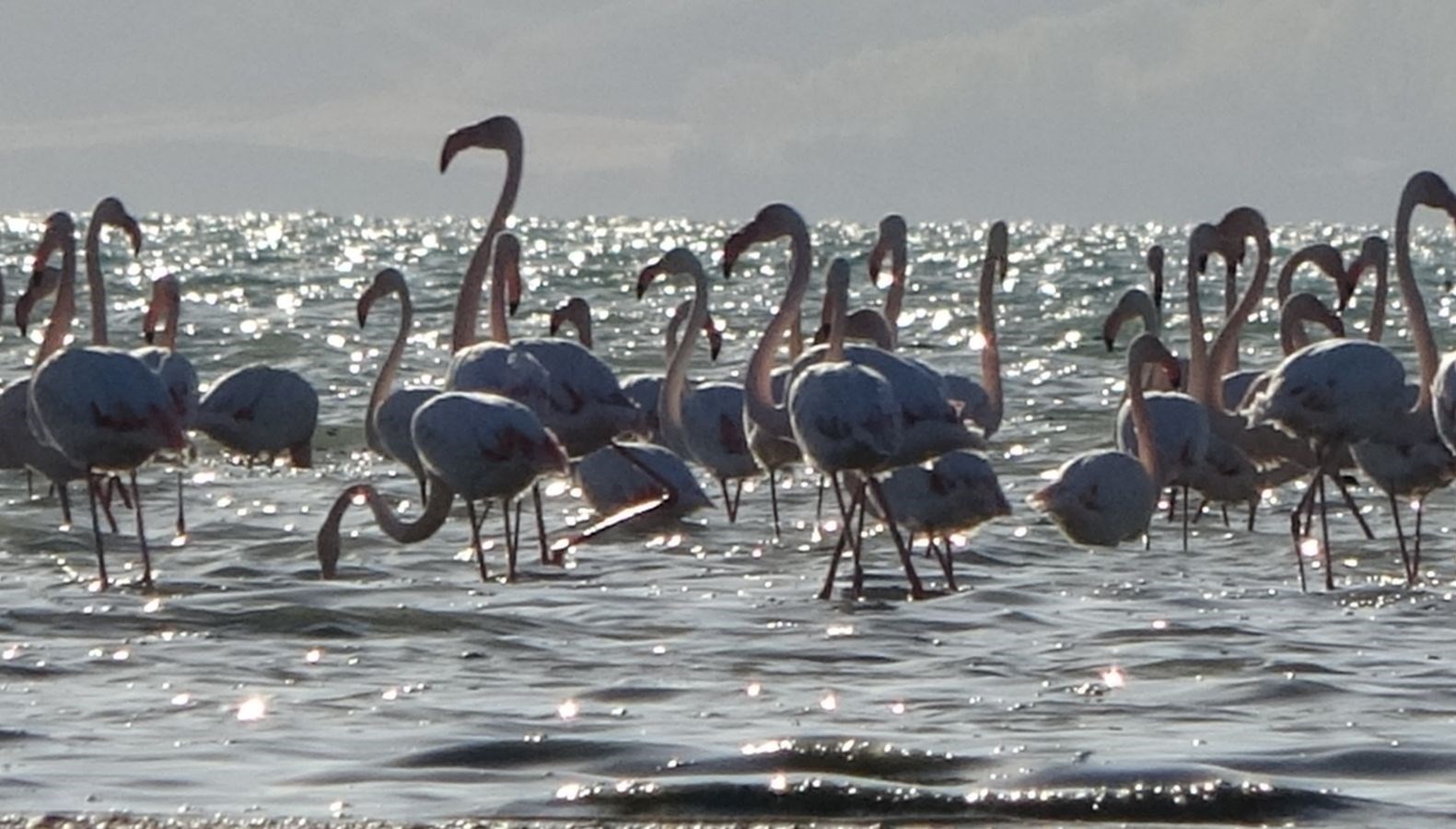 van golu havzasi flamingolarla renkleniyor YT8L6KWF.jpg