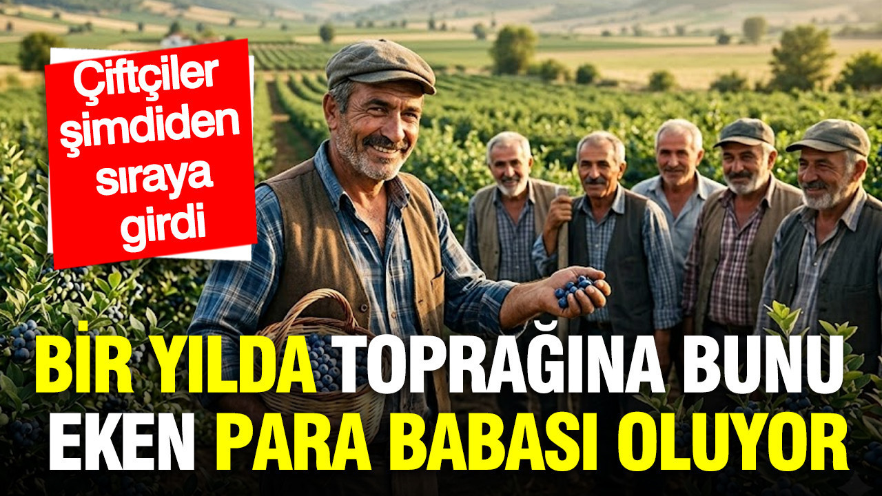 Yaban Mersini Tarımı: Çiftçilerin Yeni Gözdesi ve Kazanç Kapısı