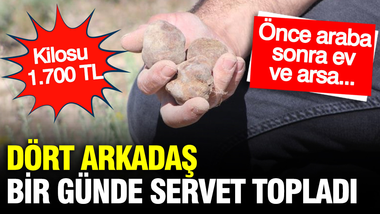 Dört Arkadaşın Tek Günlük Mantar Avı: Kilosu 1.700 TL, Kazançları Hayallerini Gerçekleştirdi