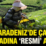 Karadeniz Çay Hasadında Fiyatlar Resmi Olarak Belirlendi