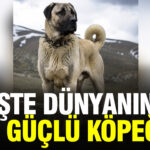 sivas-kangali-zirvede-AAW2V6Dk