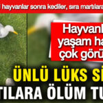 Lüks Sitede Martılara Tuzak Kuruldu: Site Sakini Tepkili