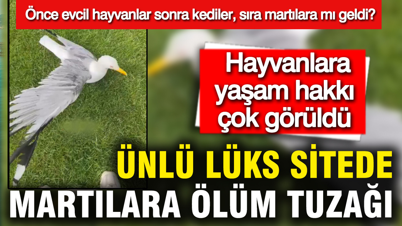 Lüks Sitede Martılara Tuzak Kuruldu: Site Sakini Tepkili